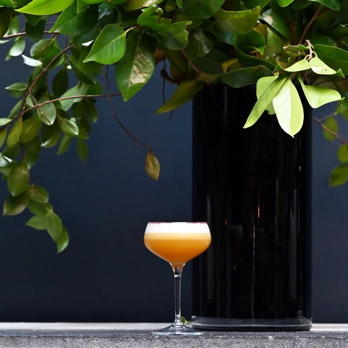 Bormioli Rocco 8.5oz Novecento Cocktail Coupe Glass | Set Of 4 - Image 5