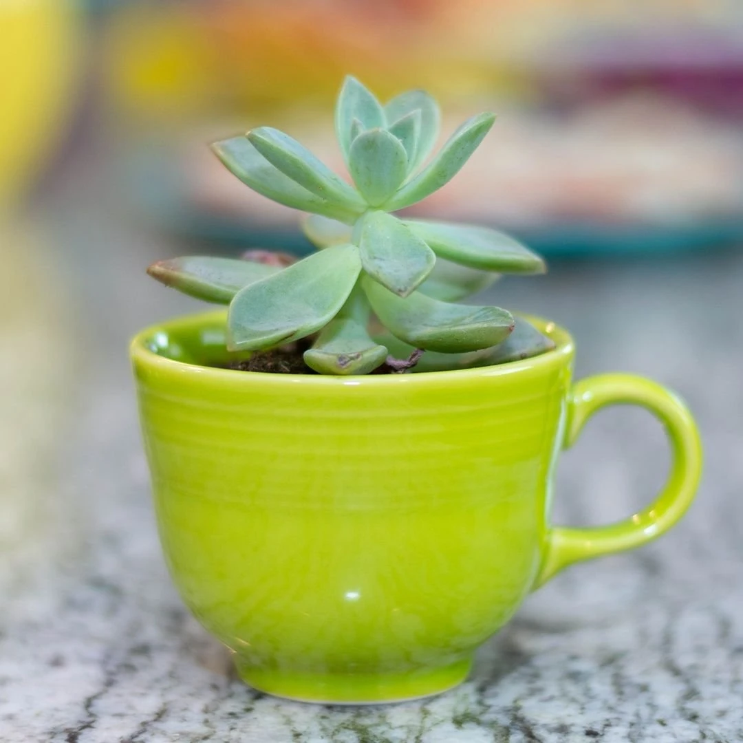 Fiesta® 7.75oz Coffee/Teacup | Lemongrass - Image 2